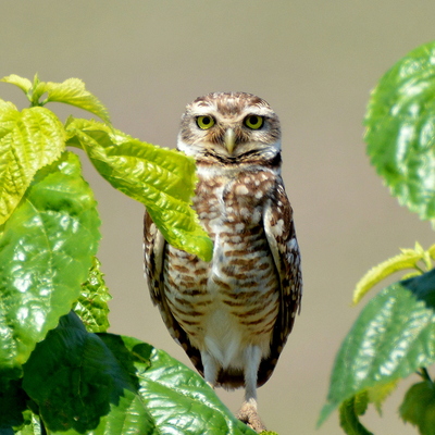 Burrowing Owl